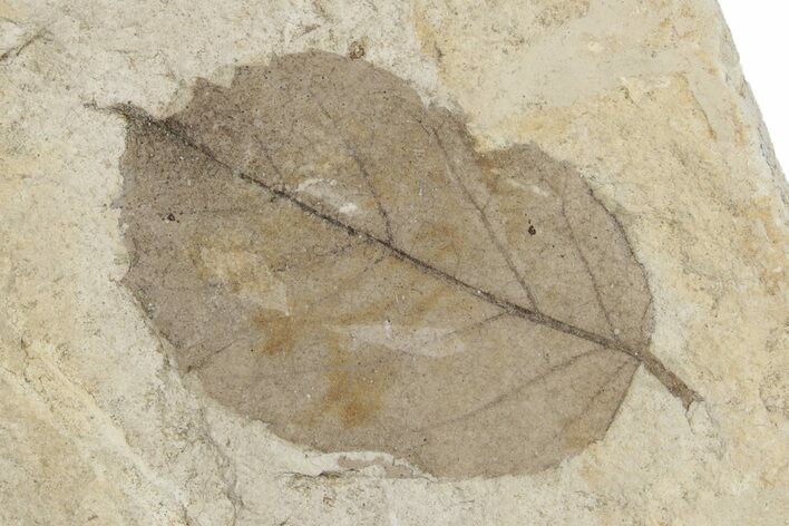 Fossil Birch Leaf (Betula) - Montana #262255